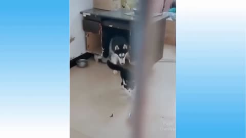 Funny Dog vs. Angry Cat