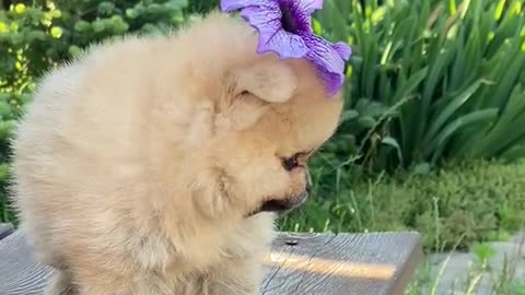 Cute baby puppy looks very lovely with flower