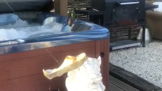 Man Catches Shoebass in Hot Tub During Quarantine