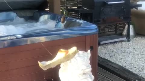 Man Catches Shoebass in Hot Tub During Quarantine