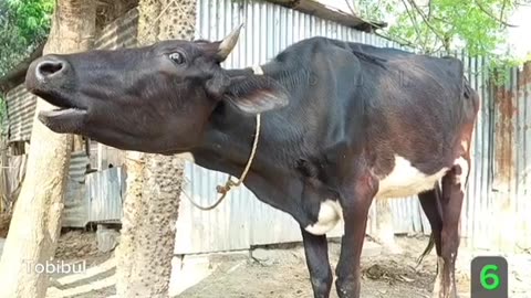 A cow with a baby at her feet is crying a lot