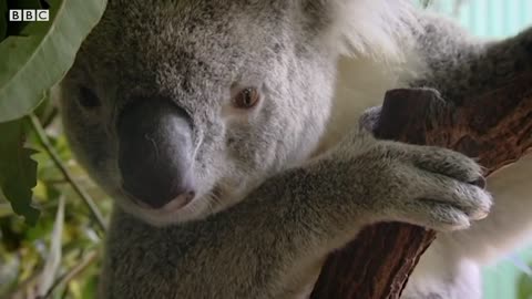 The 'George Clooney' Of Koalas | Nature's Miracle Babies | BBC Earth