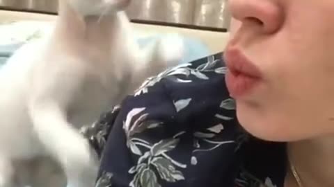 white cat slaps girl