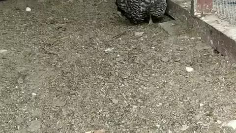 Chicken Taking An Egg