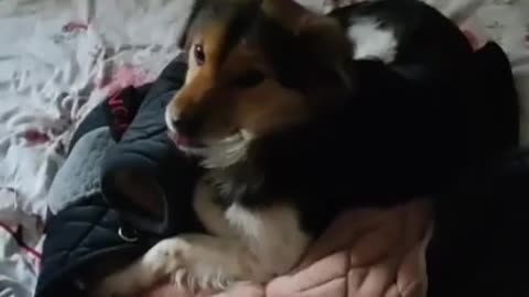 This puppy really enjoys watching and sleeps with clothes on it