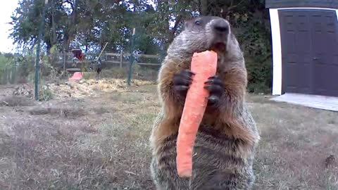 Groundhog Chows Down On Carrot For The Camera