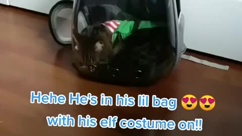 Cat Bubble bag