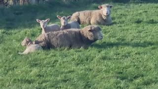 Cute Lambs And Sheep On Farm In Great Britain.