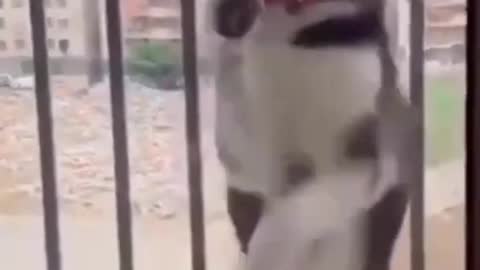 Fanniest animals funny dog andcat video