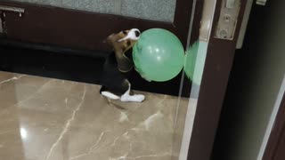 Beagle dog Age 32 DAys | Playing 1st Time With Green baloons | Adorable beagle listens carefully