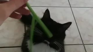 Cat reacts to green onion