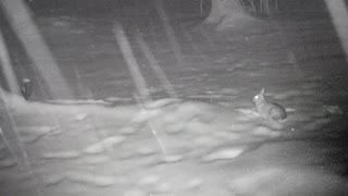 Snowing Rabbit Sound Calm Soothing Relaxing Day Out Side Doors Wet Video (03-09-2021)