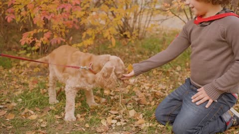 Smiling boy playing with cocker spaniel on autumn lawn with fallen yellow leaves