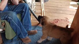 Singing homestead puppy.