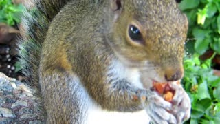 Eating Squirrel in The Jungle