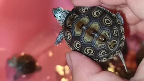 A cute fake leopard turtle