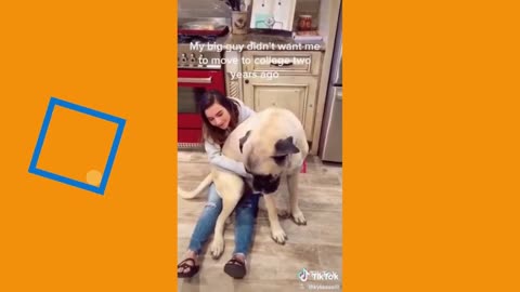 Latest version of the year |Funny tiktok collection of cats and dogs 2|Interesting pet dogs and cats