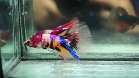 Live Betta Fish Male Fancy Galaxy 6-Color Tiger Koi Halfmoon 2