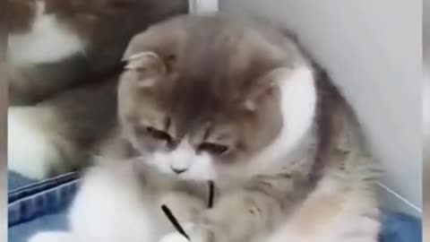 Funny cat