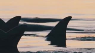 The Supreme Predators of the Ocean: Orcas #ocean #fearless #orca #marine #killerwhales