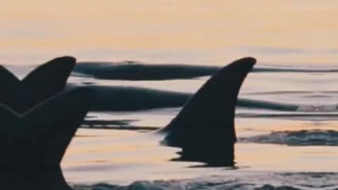 The Supreme Predators of the Ocean: Orcas #ocean #fearless #orca #marine #killerwhales