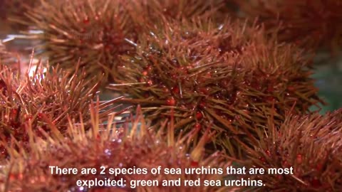 Japan Sea Urchin Farming - Sea Urchin Harvest and Processing - Sea Urchin Raising indoor