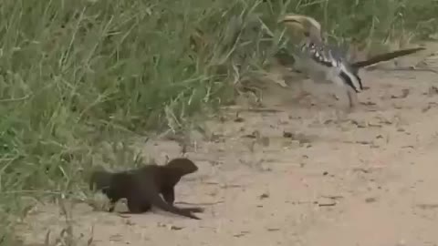 Dwarf mongoose playing dead in front of a hornbill