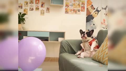 Funny dog video 😂#dogsfunny