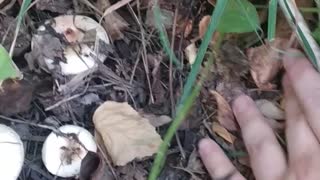 how mushrooms hide