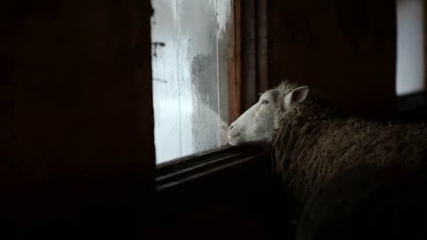 Portrait of adorable brown sheep lick the window. Funny sheep on a farm in village country