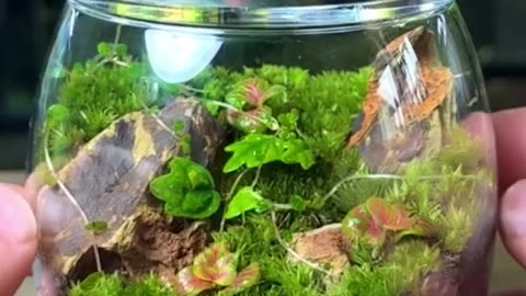 Turning a Drinking Glass Into a Mini ECOSYSTEM