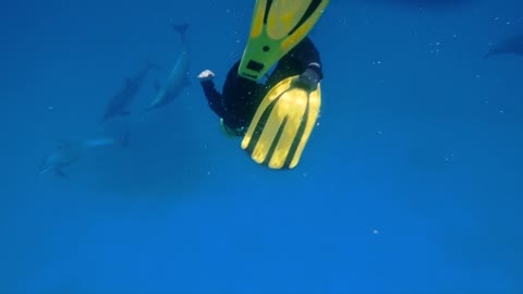 A woman diving with free dolphins