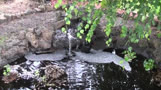 Water Hyacinth Flower