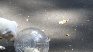 Dog looking at a Rat inside a moving ball
