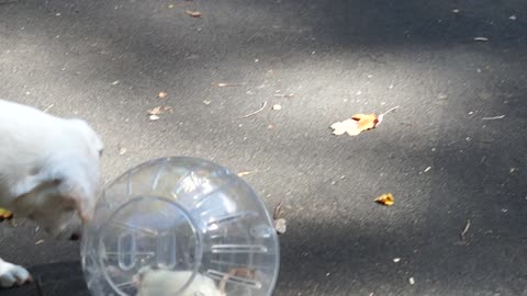 Dog looking at a Rat inside a moving ball