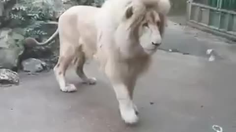 Fully Grown Lion Gets Scared Of Harmless Bubble