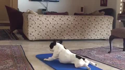 French Bulldog does yoga exercises on yoga mat