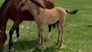 Lot 1 Punkys colt: Dassinger Quarter Horses