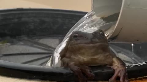 Frog in Calliope Welcomes Rainshower