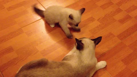 kittens play