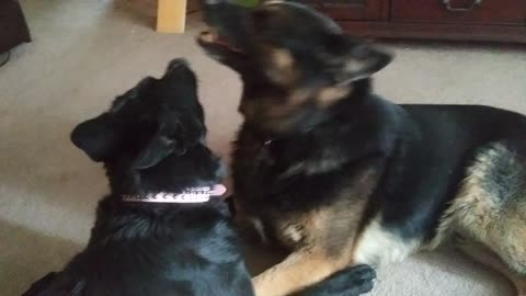 German shepherd wrestling part 3