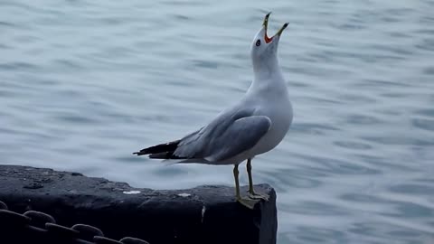 The Singing Seagull