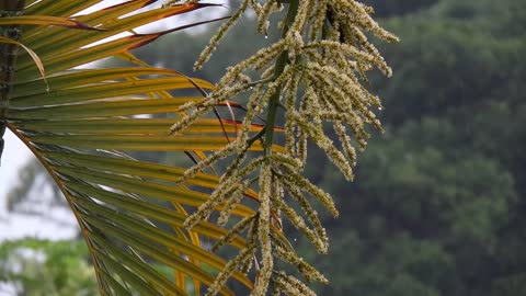 Beauty of nature with rain