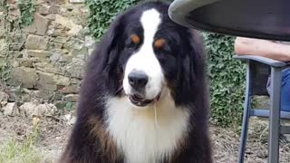 Lady and the Tramp with Bernese Mountain Dog