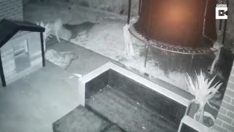 Dog paly with ghost caught on CCTV home.