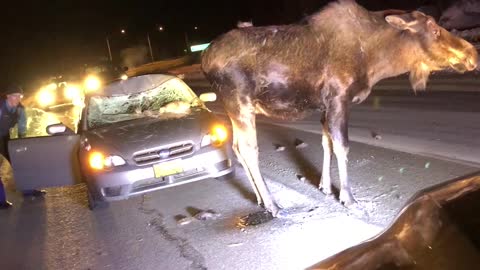 Moose Stands After Accident