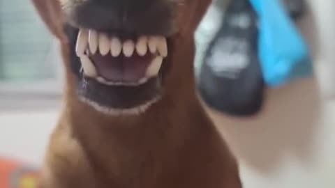 Silly dogg