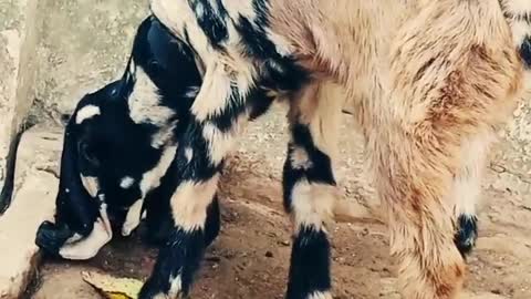 Goat Loving With Baby Rabbit