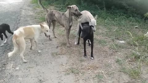 amazing dog meeting in world - many dogs together meeting