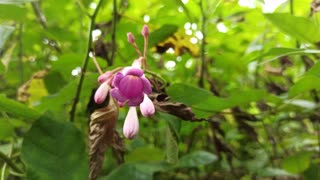 Beautiful Flower